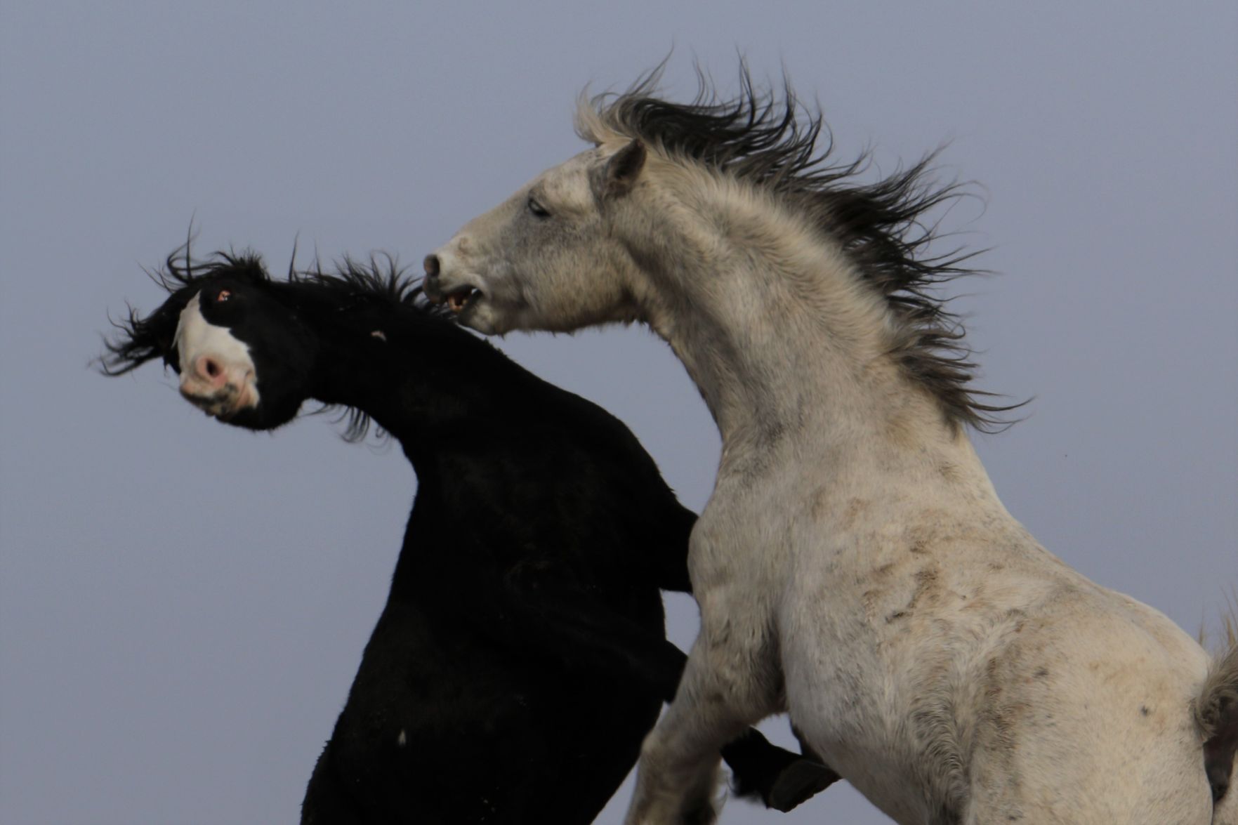 Wild Stallions